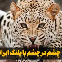 چشم در چشم با پلنگ ایرانی