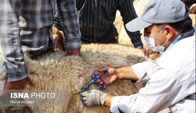 افزایش کانون‌های بیماری تب برفکی در خراسان شمالی