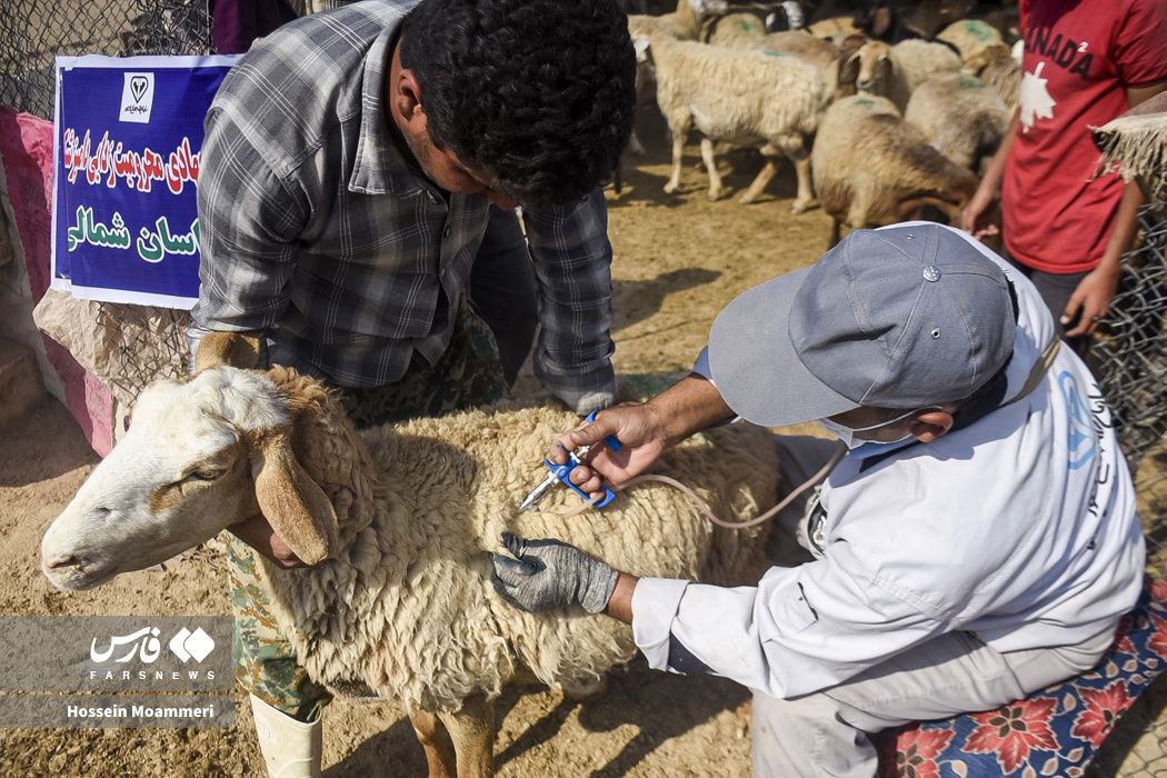  واکسیناسیون دام عشایری در خراسا‌ن‌شمالی