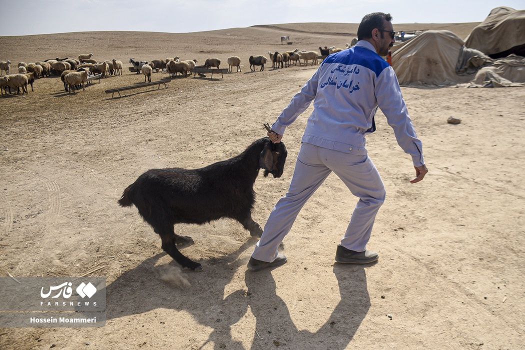  واکسیناسیون دام عشایری در خراسا‌ن‌شمالی