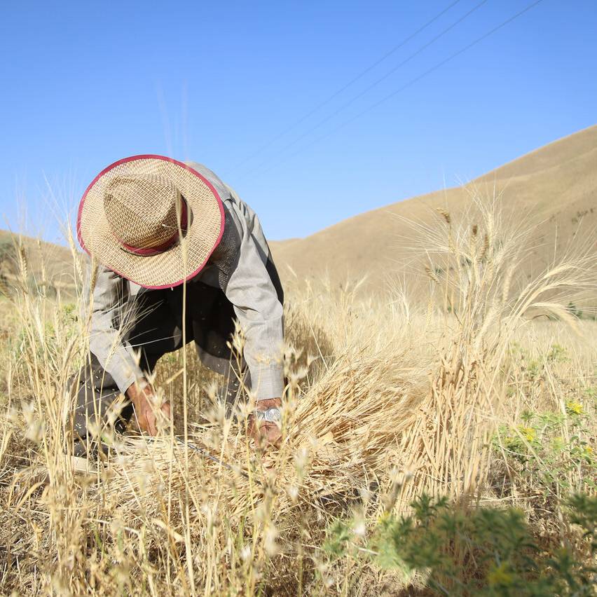 خرید تضمینی گندم در کردستان همچنان ادامه دارد