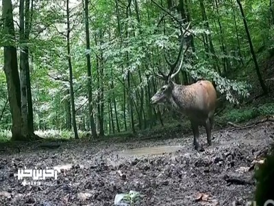 گِل‌بازی مرال در جنگل‌های دودانگه مازندران