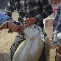 عکس/ اردوی جهادی دامپزشکی در استان خراسان شمالی