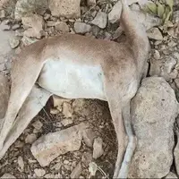 یک راس میش وحشی در قمصر کاشان بر اثر برخورد با خودرو تلف شد