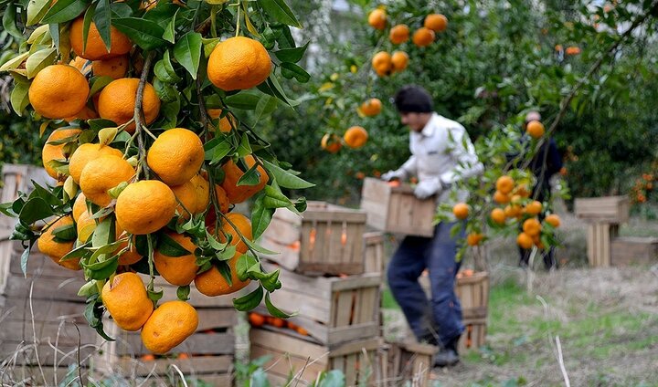 آغاز برداشت نارنگی در ۲۶۰ هکتار از باغات پراکنده املش