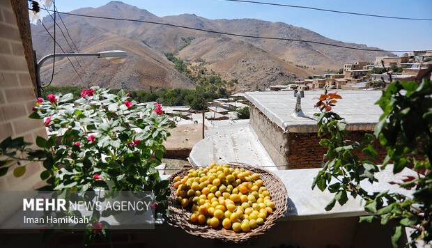 ماسوله غرب کشور میزبان هفتمین جشنواره آلو