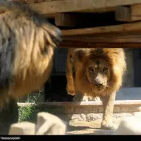 باغ‌وحش صفادشت تعطیل شد 