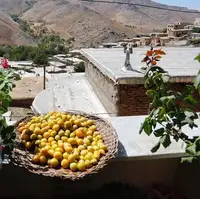 ماسوله غرب کشور میزبان هفتمین جشنواره آلو