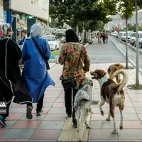 ۱۹۲ مورد حیوان گزیدگی در بوشهر ثبت شد