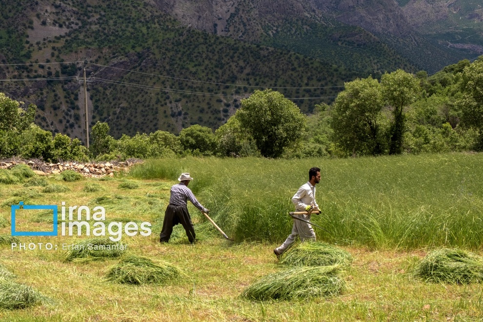 عکس/ صفای زندگی روستایی 