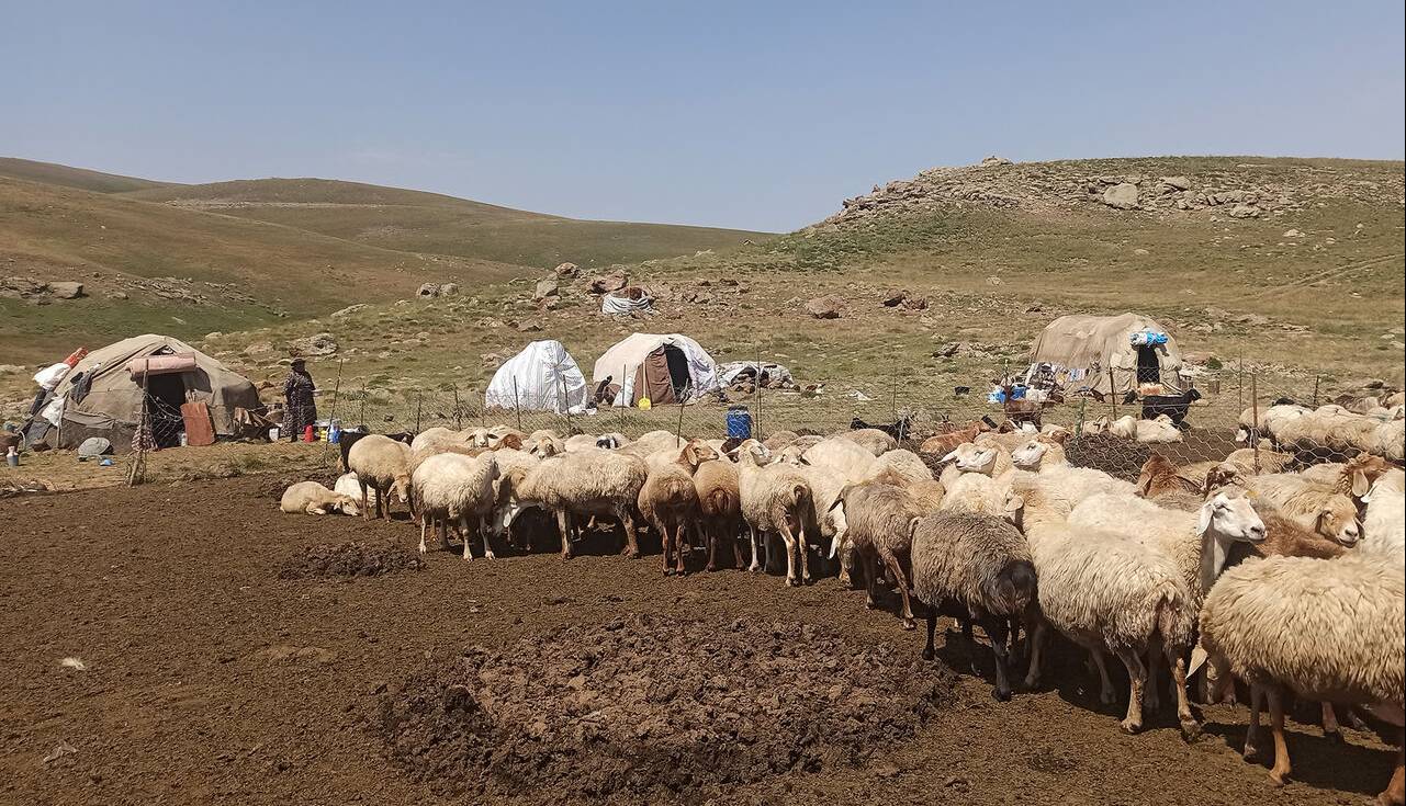 فرماندار گیلانغرب از صدور کارت تردد برای عشایر منطقه سومار خبر داد