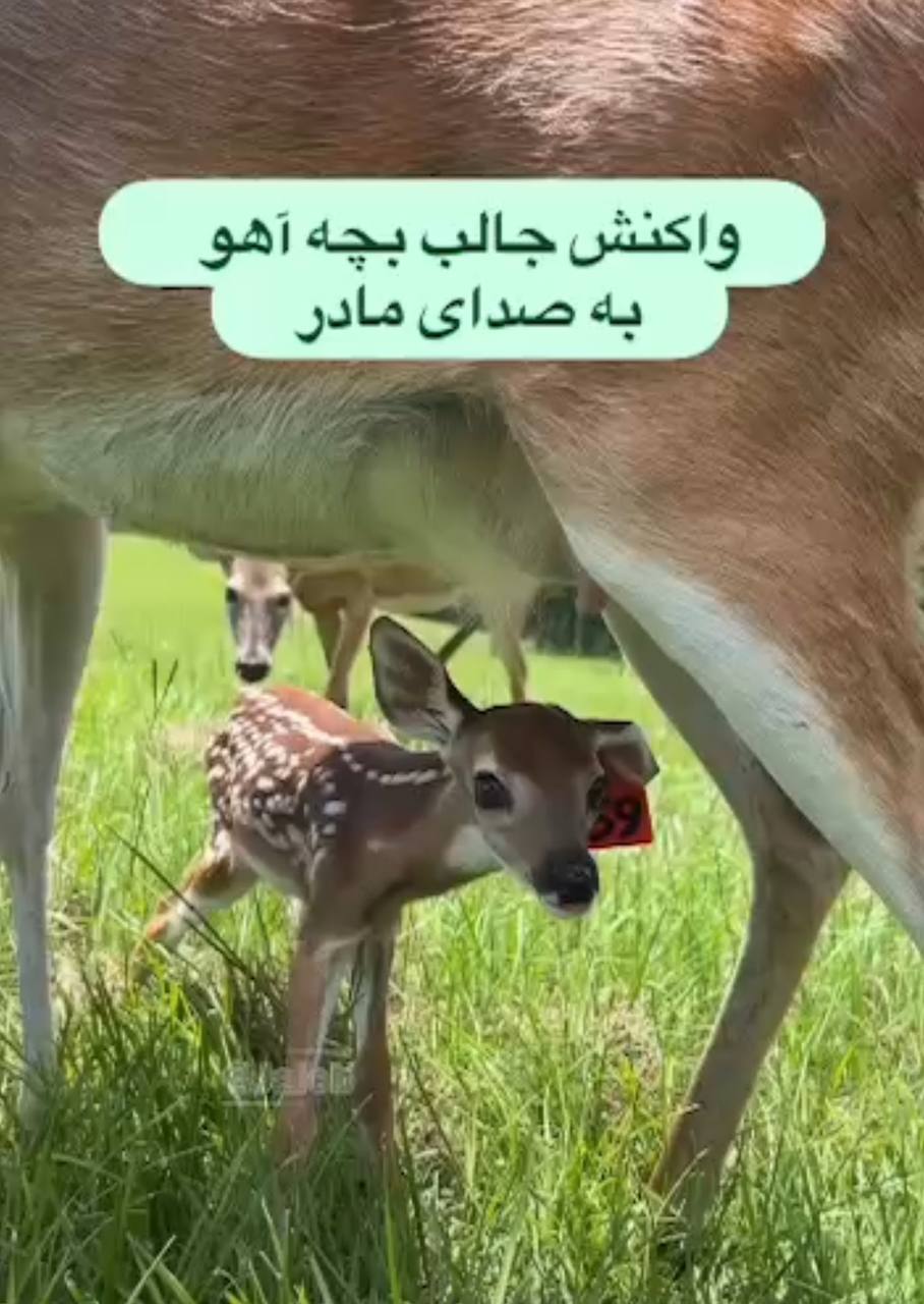 واکنش جالب بچه آهو به صدای مادر در هنگام خطر