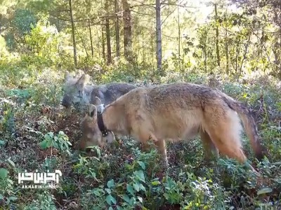 لحظه ای تماشایی از زغال اخته خوردن گرگ ها