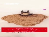 خانه سازی حیرت انگیز پرندگان