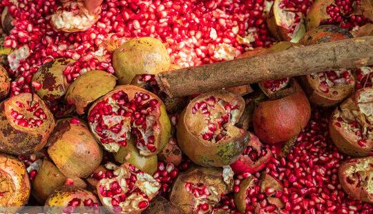 برداشت نوبرانه انار ترش از باغات گیلان آغاز شد