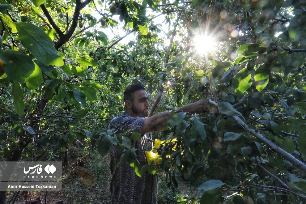 جشنواره آلو در روستای حیدره‌قاضی‌خان بهار