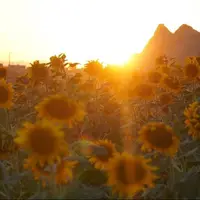 مزرعۀ زیبای آفتابگردان در کرمان