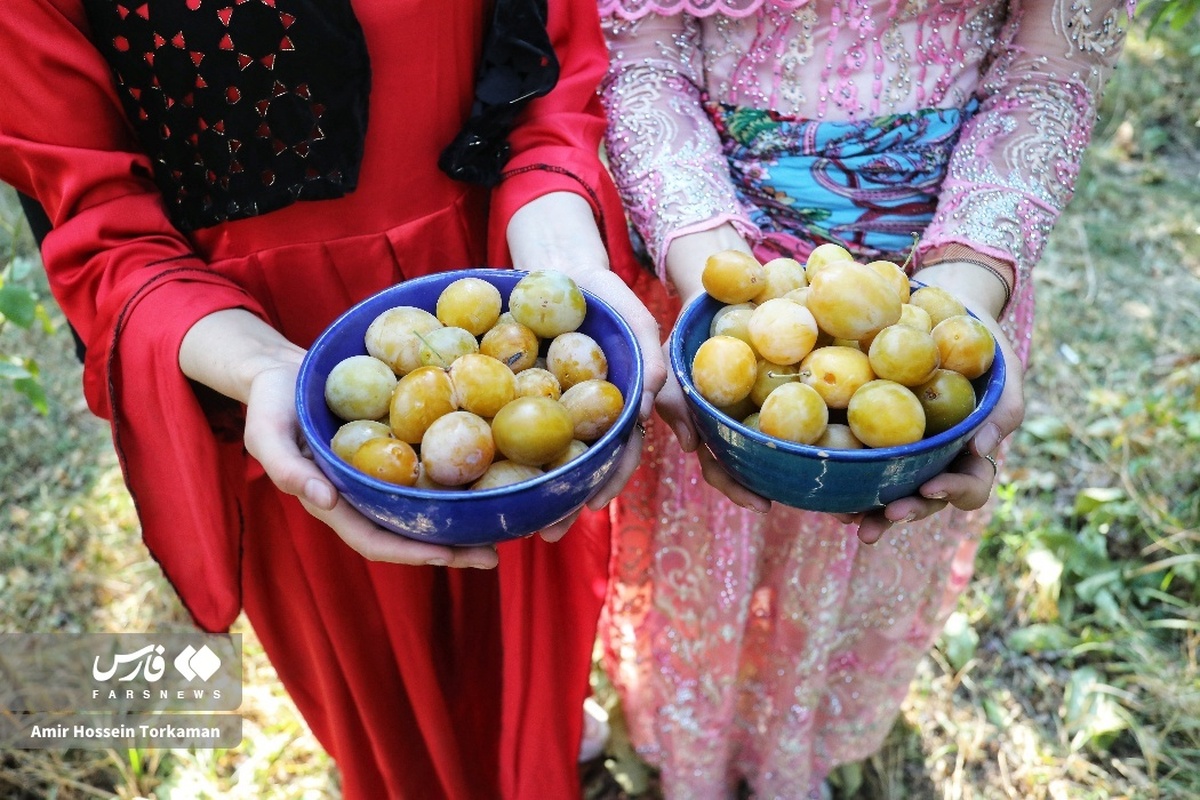 جشنواره آلو در روستای حیدره‌قاضی‌خان بهار