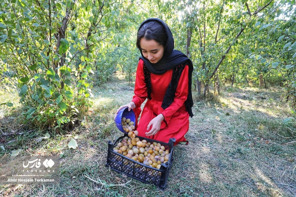 جشنواره آلو در روستای حیدره‌قاضی‌خان بهار