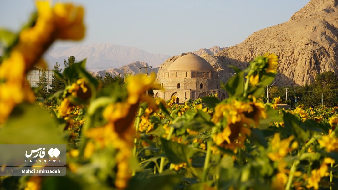 مزرعۀ زیبای آفتابگردان در کرمان