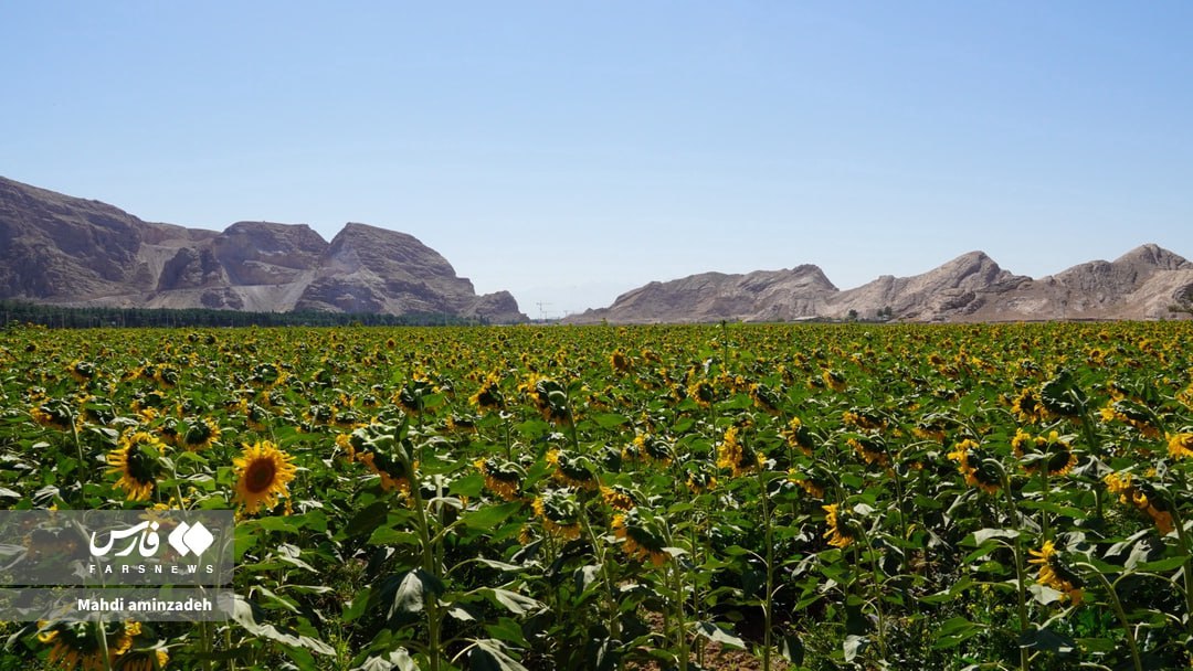 مزرعۀ زیبای آفتابگردان در کرمان