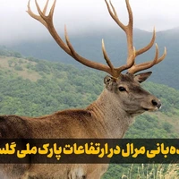 دیده‌بانی مرال نر در ارتفاعات پارک ملی گلستان