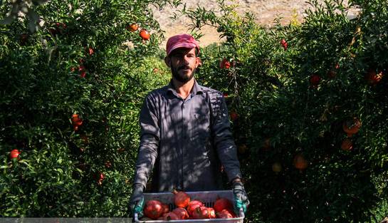 باغ مادری انار در گلستان احداث می‌شود