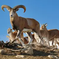 مشاهده ۳۰۰ راس بز وحشی در الموت قزوین