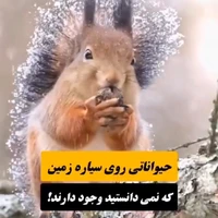 حیواناتی بر روی کره زمین که تا به حال ندیده اید!