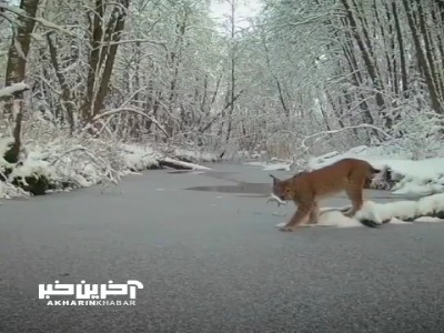 پرِش تماشایی گربه سیاهگوش