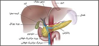 محل قرارگیری لوزالمعده و عملکرد آن در بدن