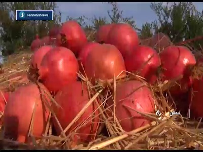 رتبه نخست سمنان در تولید انار در واحد سطح کشور