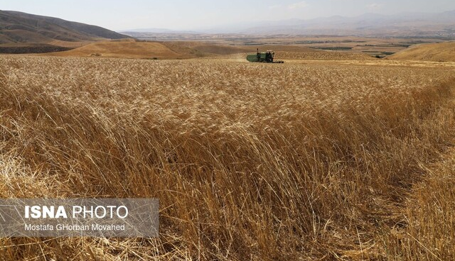 دستیابی به ارقام جدید گندم با ویژگی مقاوم به خشکی و بیماری زنگ زرد