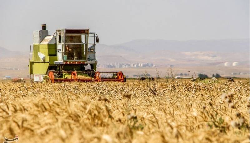 مطالبات گندمکاران تا آخر فردا تسویه می‌شود