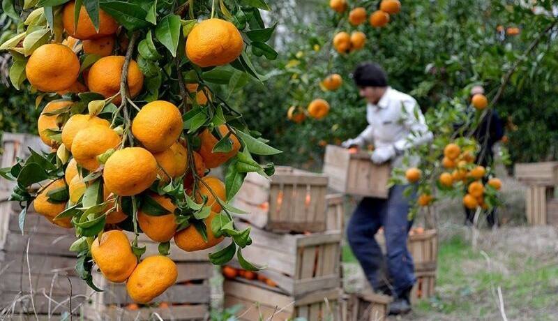 انتقاد امام جمعه ساری از وضعیت زیرساخت‌های صادرات مرکبات مازندران