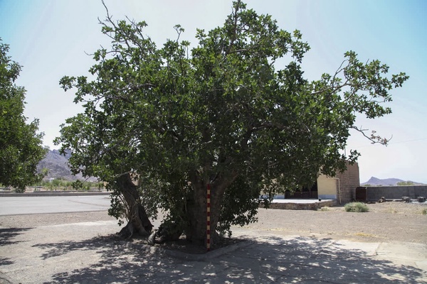 رونمایی از لوح ثبت ملی درختان کهن‌سال روستای خنامان رفسنجان