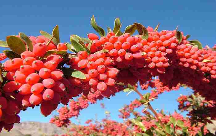 زیبایی‌های برداشت زرشک در خراسان جنوبی