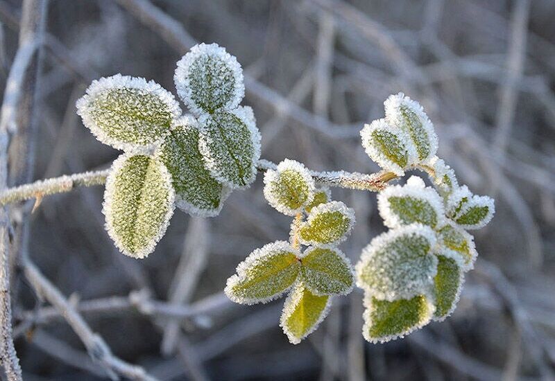 سوز سرمای پاییزی در آذربایجان‌ غربی بیشتر شد