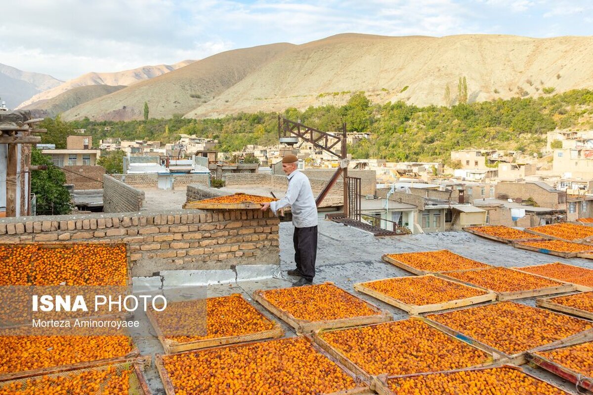 عکس/ «خور» بزرگترین تولیدکننده آلو در کشور