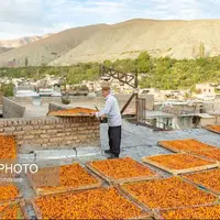 عکس/ «خور» بزرگترین تولیدکننده آلو در کشور