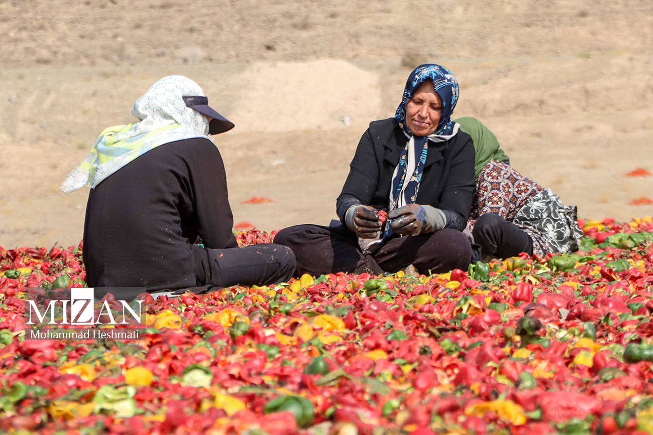 عکس/ «بیزه» پایتخت فلفل ایران