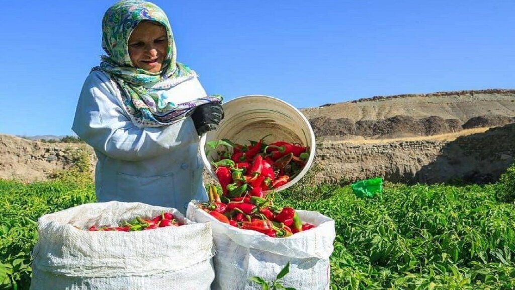 آنچه در مورد فلفلی ترین روستای ایران نمیدانید