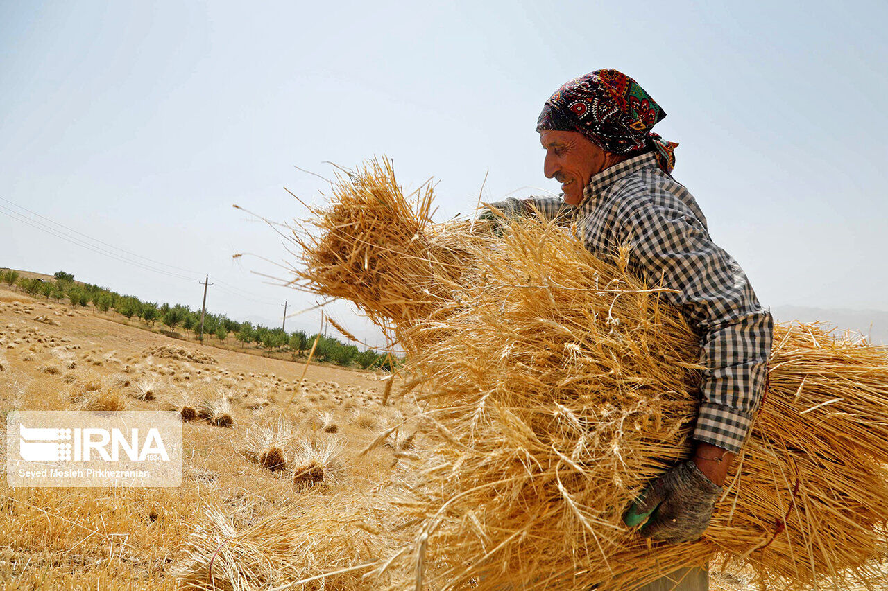 مطالبات گندم‌کاران لرستان تسویه شد