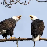 آواز خوانی جالب دو عقاب روی درخت