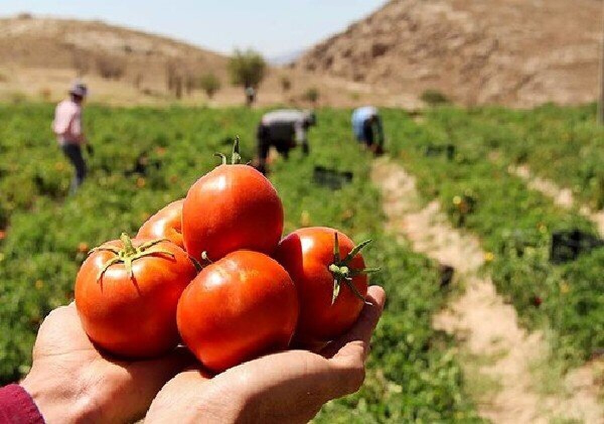 رئیس پیشین اتحادیه بارفروشان: قیمت بالای گوجه‌فرنگی موقتی است