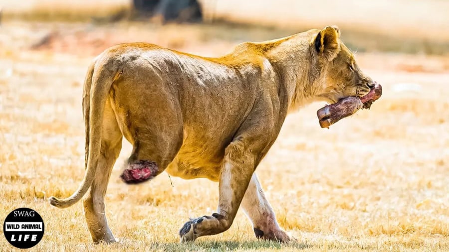 لحظات تلخ نبرد یک شیر برای بقا تا پای جان