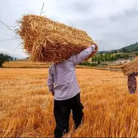 پرداخت کامل مطالبات گندمکاران کرمانشاهی؛ افزایش ۳۷ درصدی تولید گندم