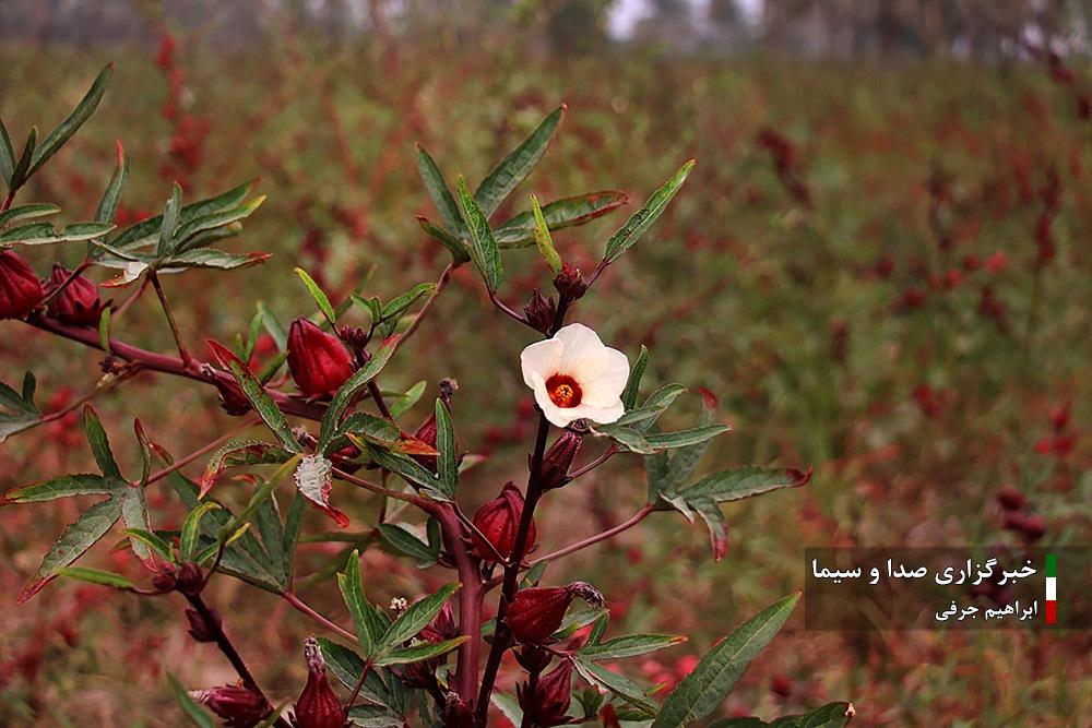 عکس/ برداشت چای ترش از مزارع خوزستان