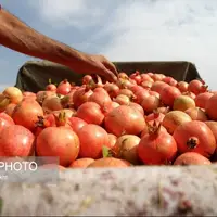 انارستان تنگ سیاب در کوهدشت لرستان