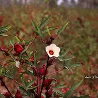 عکس/ برداشت چای ترش از مزارع خوزستان